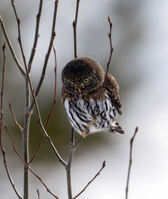 Owl on Watch.jpg