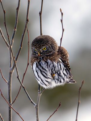 Owl.jpg