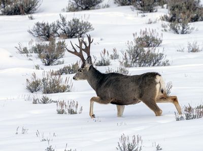 Buck in the Snow.jpg