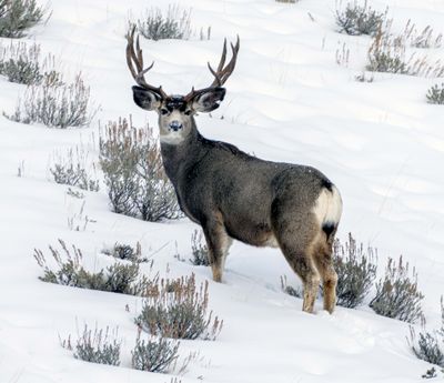Buck on the Hillside.jpg