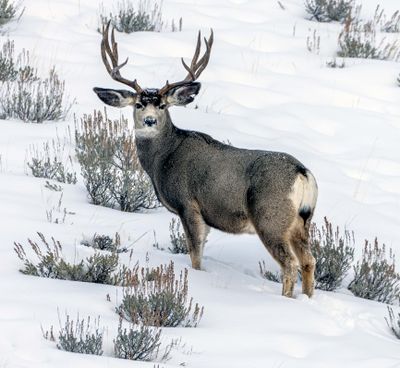Buck with a Rack.jpg