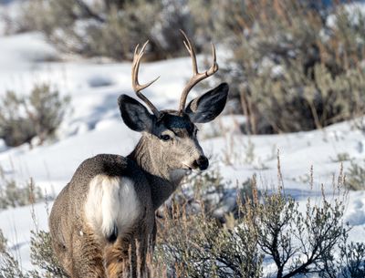 Young Buck.jpg