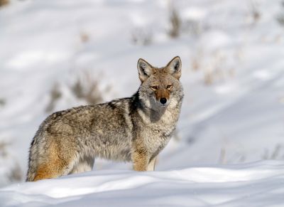 Coyote in the Lamar.jpg
