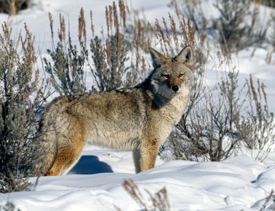 Coyote in the Sage.jpg