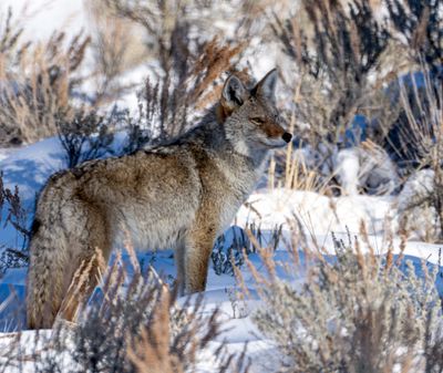 Coyote in the Shadows.jpg