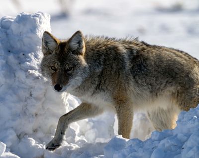 Coyote in the Snow.jpg
