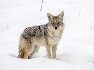 Coyote Paused in the Snow.jpg