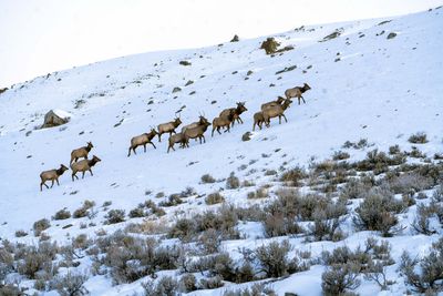 Elk on the Hillside.jpg
