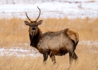 Elk Spike.jpg