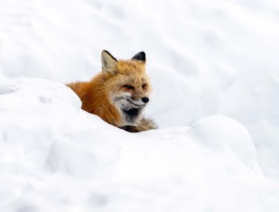 Fox in the Snow.jpg