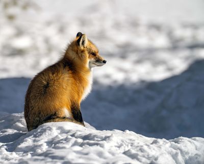 Fox in the Sun.jpg