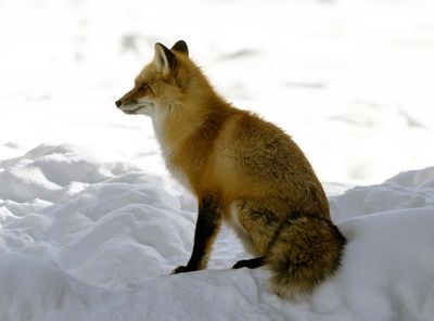 Red Fox in the Shadows.jpg