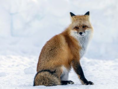 Red Fox Looking Over His Shoulder.jpg