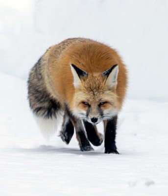 Red Fox on the Hunt.jpg