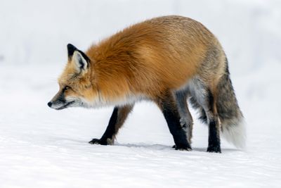 Red Fox on the Lookout.jpg