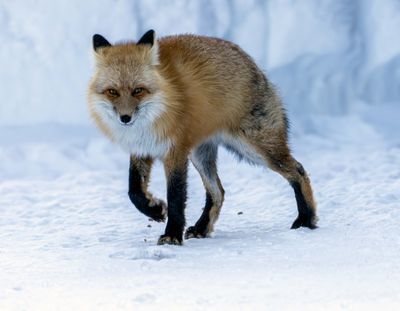 Red Fox on the Prowl.jpg