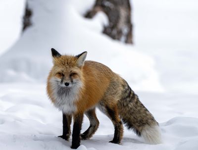 Red Fox Squaring Off.jpg