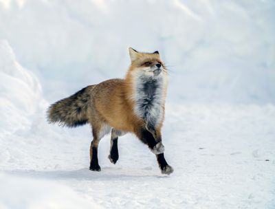 Red Fox Strut.jpg