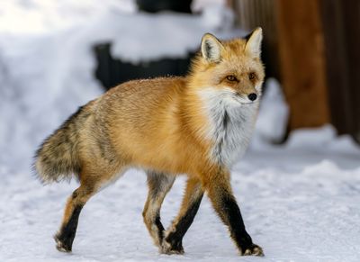 Red Fox Walking.jpg