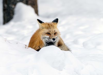 Resting Fox Face.jpg