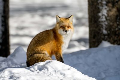 Scowling Fox.jpg