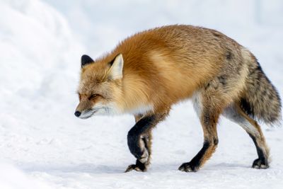 Foxes