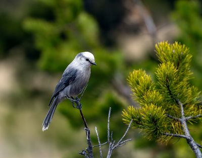 Gray Jay.jpg