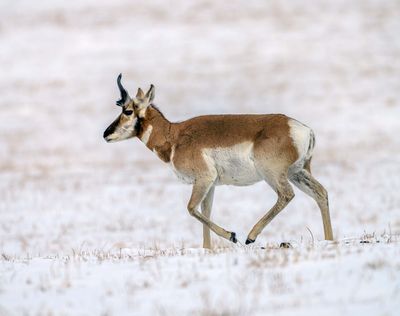 Male Pronghorn.jpg