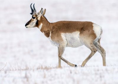 Pronghorn Male.jpg