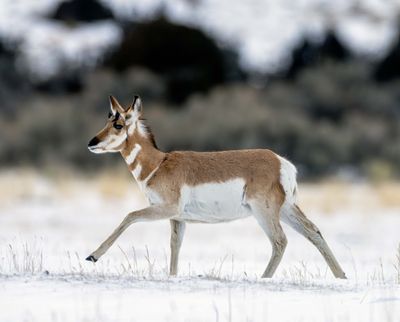 Pronghorn Marching.jpg