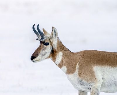 Pronghorn Profile.jpg