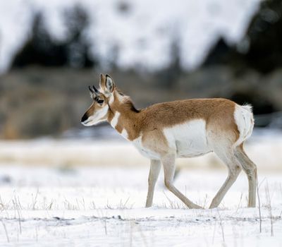 Pronghorn.jpg