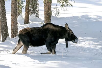 Moose in the forest.jpg