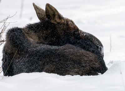 Moose in the Snow.jpg