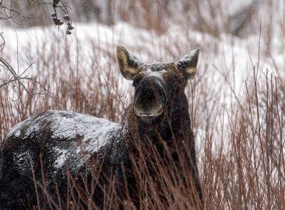 Moose in the Willows.jpg