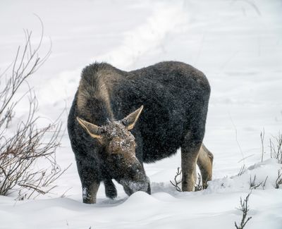 Snowy Moose.jpg