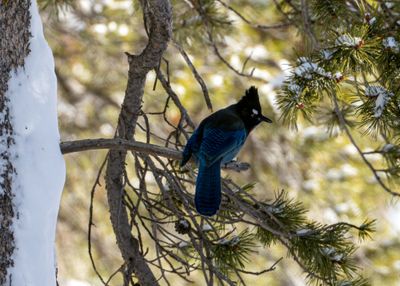 Stellar Jay in the Tree.jpg