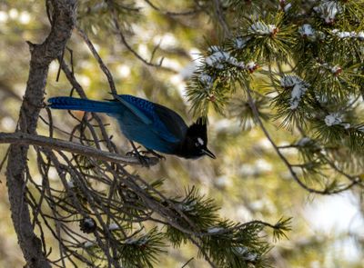 Stellar Jay Launch.jpg