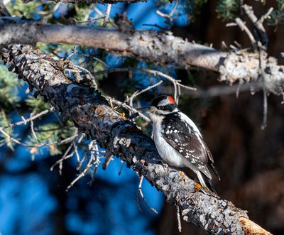 Woodpecker.jpg