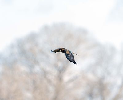 Northern Harrier.jpg