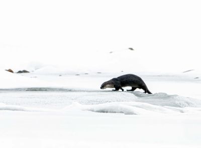 River Otter by the Water.jpg
