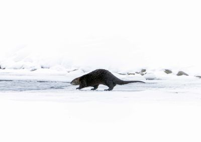 River Otter Heading Back to the Water.jpg