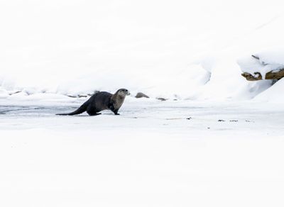 River Otter in the Snow.jpg