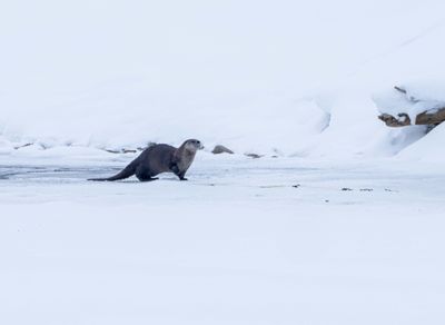 River Otter Near the Confluence.jpg