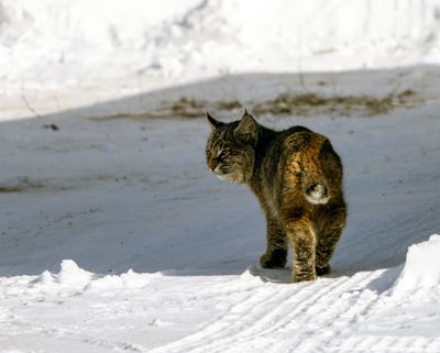Bobcat Looking Back.jpg