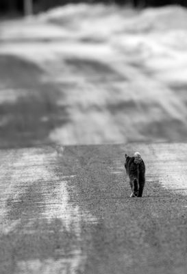 Bobcat Road Black and White.jpg