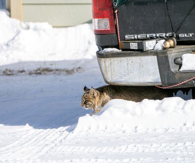 Bobcat Under a Truck.jpg