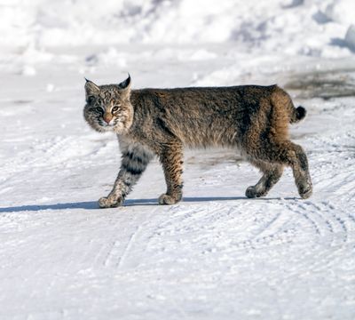 Bobcat Walking.jpg
