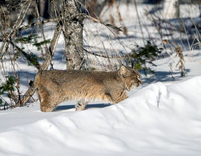 Bobcat at the Snowbank.jpg