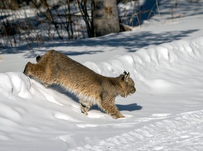 Bobcat Climbing Down from the Snowbank.jpg